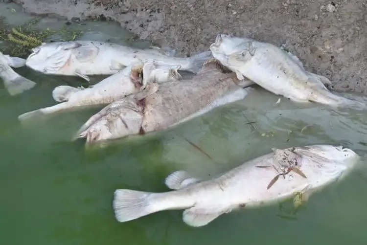 उत्तराखंड में पाला गिरने से हुई 2 हजार मछलियों की मौत, तालाब का पानी जमा