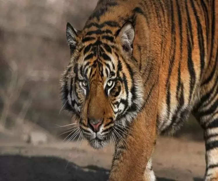 वनकर्मी पर बाघ ने किया हमला, अस्पताल में भर्ती