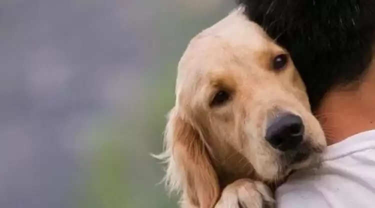 लखनऊ में डबल होगी कुत्तों की रजिस्ट्रेशन फीस, 15 अगस्त के बाद से चलेगा चेकिंग अभियान