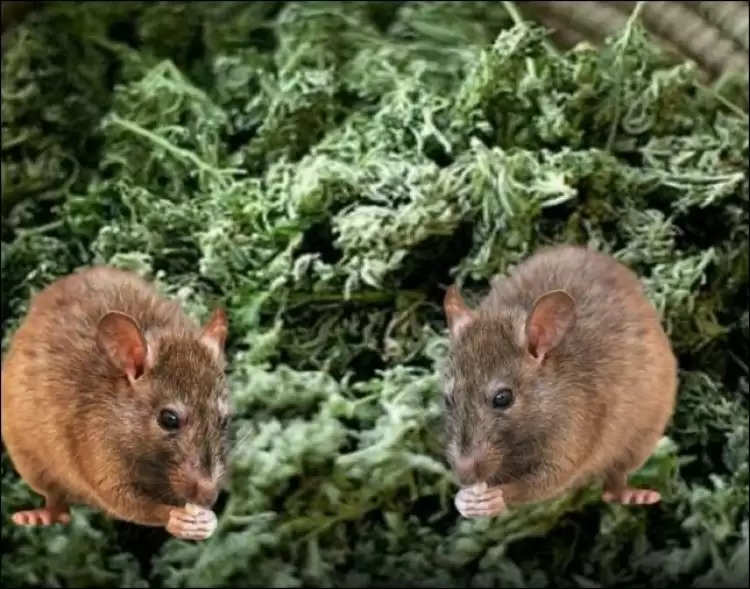 मथुरा में 'नशेड़ी चूहे' डकार गए 581 किलो गांजा, चूहों पर अंकुश लगाने के निर्देश