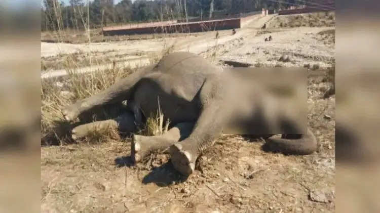 सहारनपुर: हाईटेंशन लाइन की चपेट में आकर हाथी की मौत, विद्युत विभाग की लापरवाही आई सामने