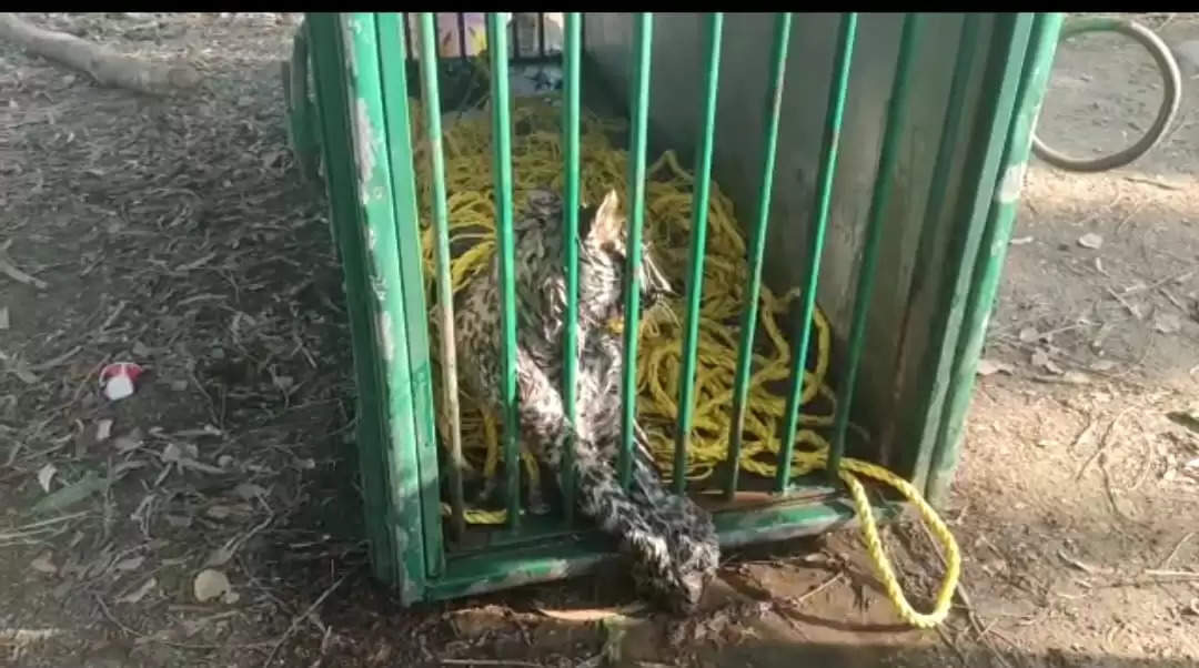आधा दर्जन लोगो को घायल करने के बाद पिंजरे मे कैद हुआ तेंदुआ