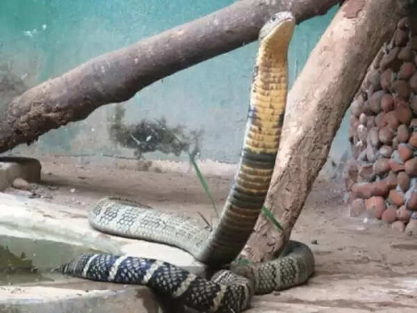 डसने के बाद फन फैला कर बैठ गया सांप, आधे घंटे तक किसान को झोपड़ी से निकलने न दिया, मौत
