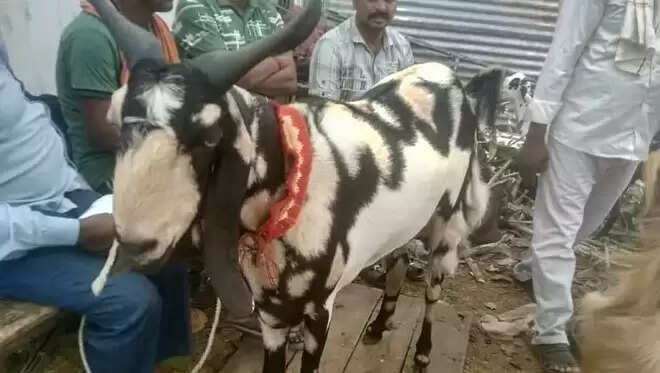 UP : बाजार में आया अल्लाह और मोहम्मद लिखा बकरा, रोज पीता है सौ ग्राम घी और फ्रूटी