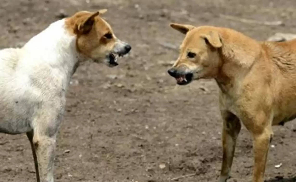 बरेली में आवारा कुत्तों का आतंक , 12 साल के बच्चे के साथ की चीर-फाड़, दर्दनाक मौत