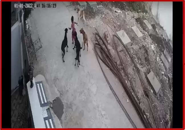 केरल में आवारा कुत्तों के हमले का एक और मामला, 11 साल के दिव्यांग बच्चे पर किया हमला 