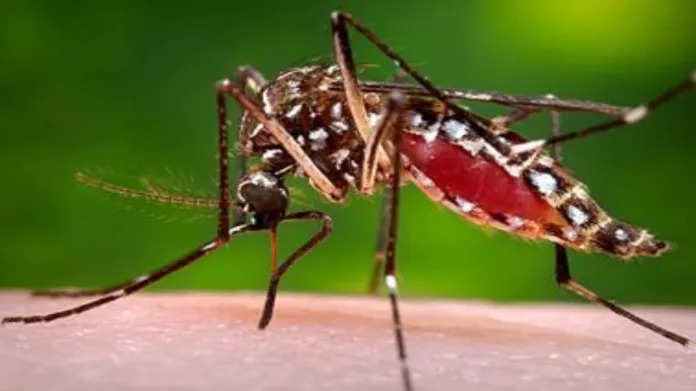 UP में खतरनाक हुआ डेंगू , 7 महीने में 6136 मरीज, 7 लोगों की मौत हुई