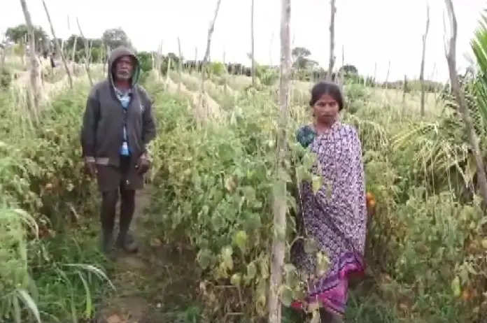 Karnataka : खेत से चुरा ले गए 2.5 लाख के टमाटर, महिला किसान बोली- कर्ज लेकर की थी खेती