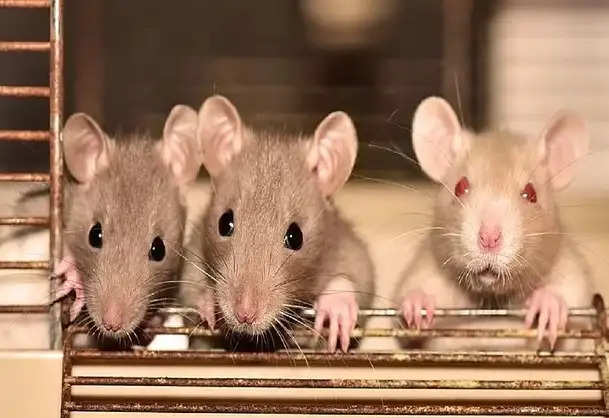 कोरोना से भी खतरनाक लेप्टोस्पायरोसिस, चूहों से होती है बीमारी वाराणसी में 10 से अधिक बच्चे पीड़ित