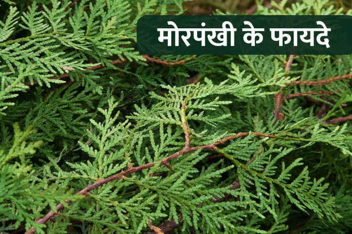 Vastu Tips: घर में लगाएं मोरपंखी का पौधा, पैसे के साथ खुशहाली भी आएगी