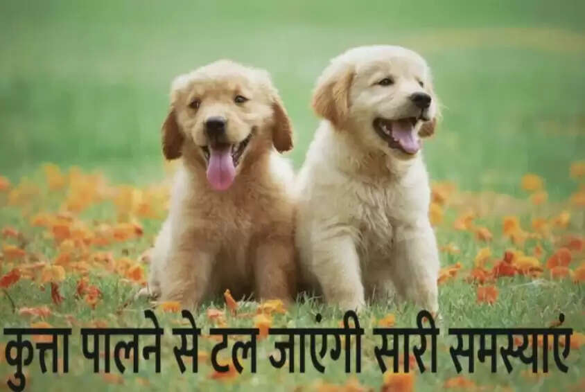 घर में कुत्ता पालने से टल जाएंगी सारी समस्याएं लेकिन इन बातों का रखें ध्यान