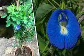 नीले रंग का यह फूल दूर करेगा आपकी हर तकलीफ, जानिए इसके तंत्र प्रयोग
