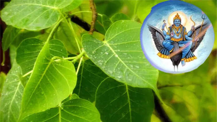 पीपल के पत्ते का सिर्फ ये एक उपाय दिलाएगा शनि और पितृ दोष से छुटकारा