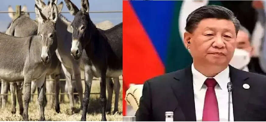 जानें क्यों पाकिस्तान के गधों को खरीदेगा चीन, सामने आई वजह !