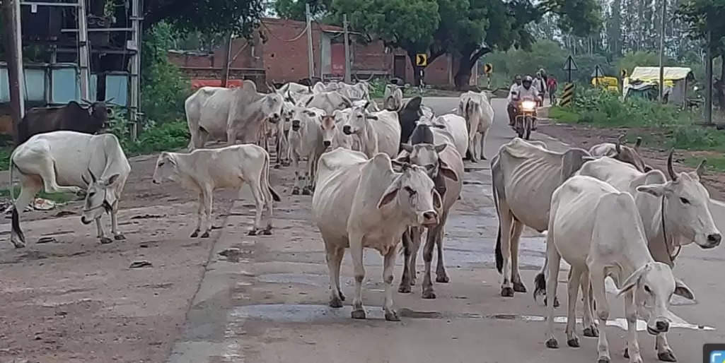 सड़को पर घूम रहे अन्ना गोवंश 