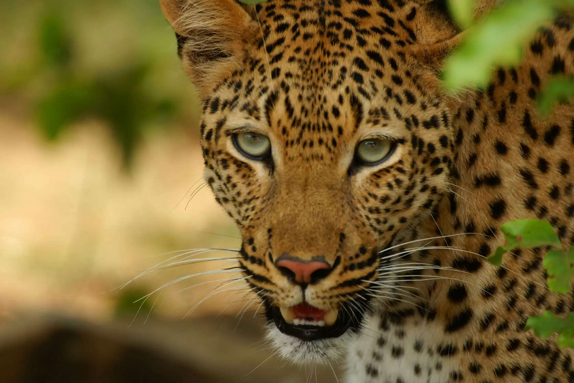 Leopard Attack: बहराइच के कतर्नियाघाट सैंचुरी में तेंदुए ने महिला का किया शिकार